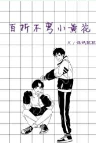 《百折不弯小黄花》