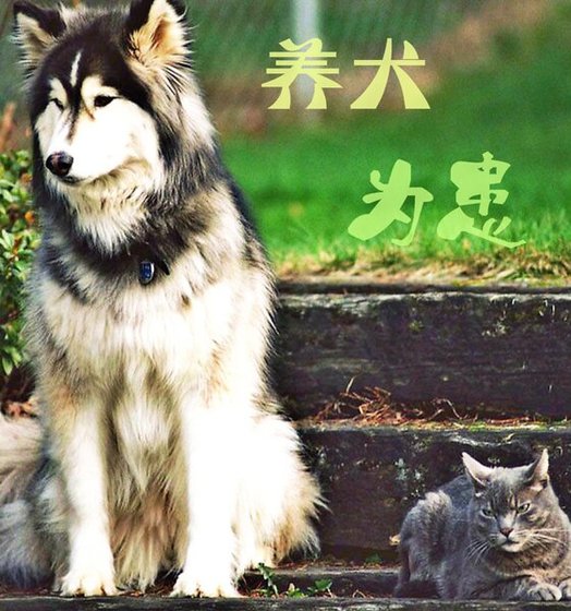 《养犬为患/此攻不售》