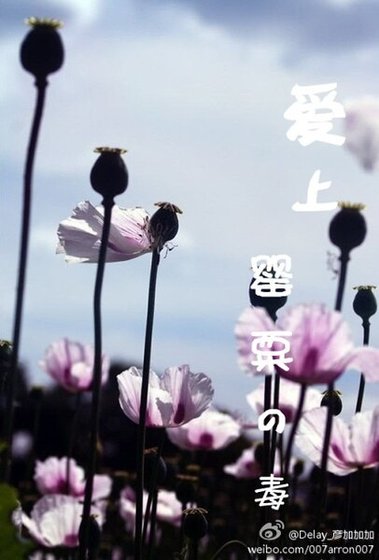 爱上罂粟的毒