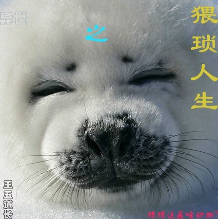 《异世之猥琐人生》