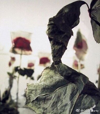 《死爱第一卷》