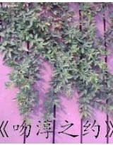 吻淳之约