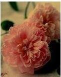 《碾不碎的花香》