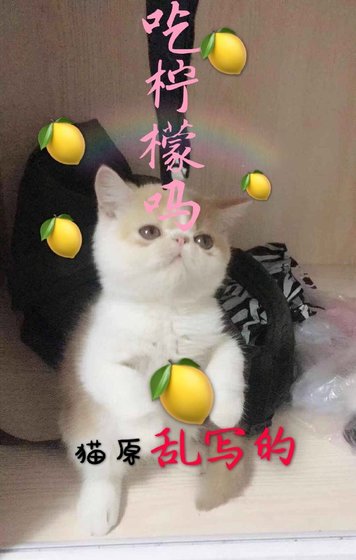 《吃柠檬吗》