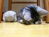 《(猎人同人)以扑倒的名义》