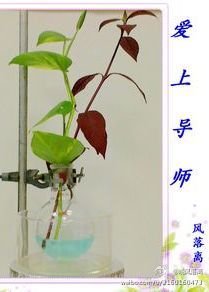 《爱上导师》
